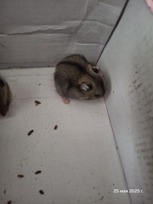 Малыши хомячки продам