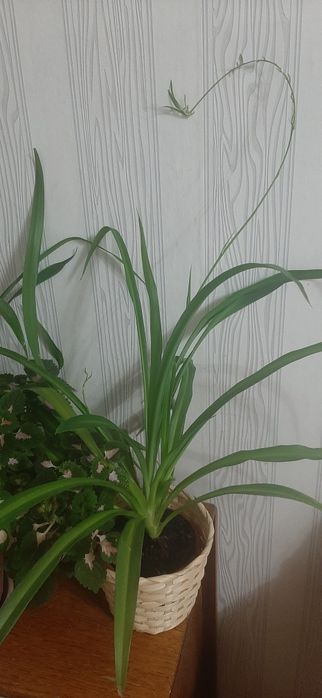 Комнатный и неприхотливый цветок