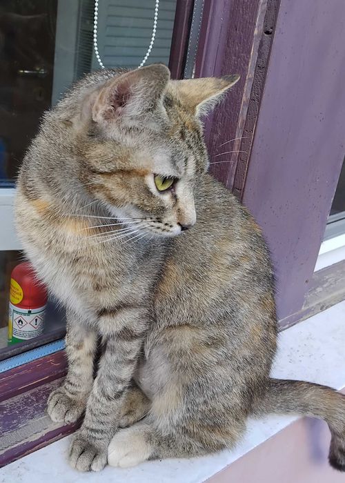 Pisicuta 1 an,sterilizata pentru adoptie