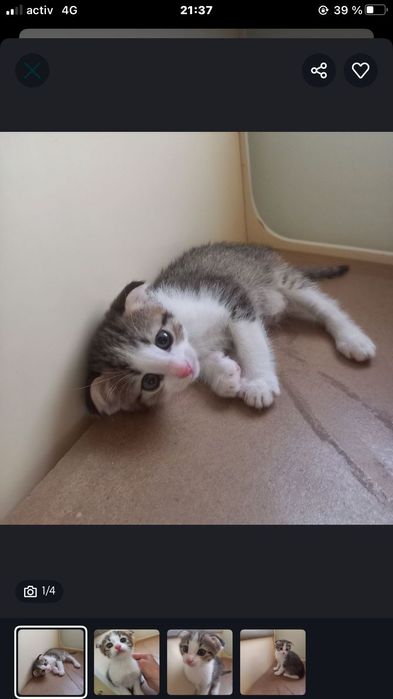 Вислоухий котёнок мальчик 1,5 мес