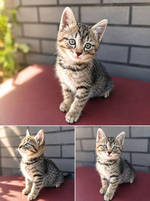 Котенок девочка в доброе руки