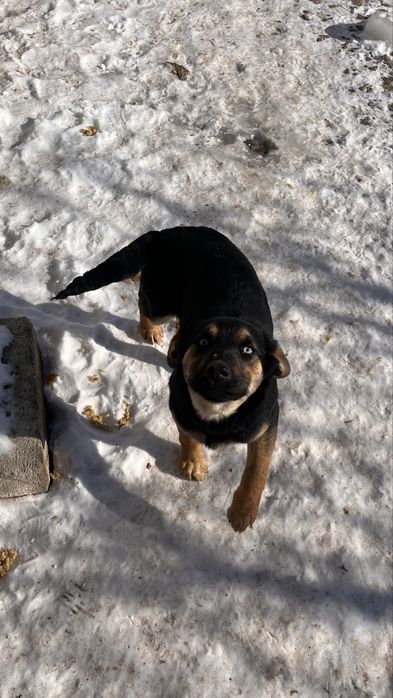 Щенок в добрые руки, девочка. Ұрғашы күшік