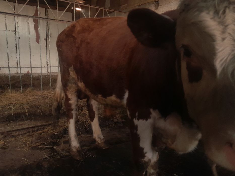 Продам 2 быков по 700-800к