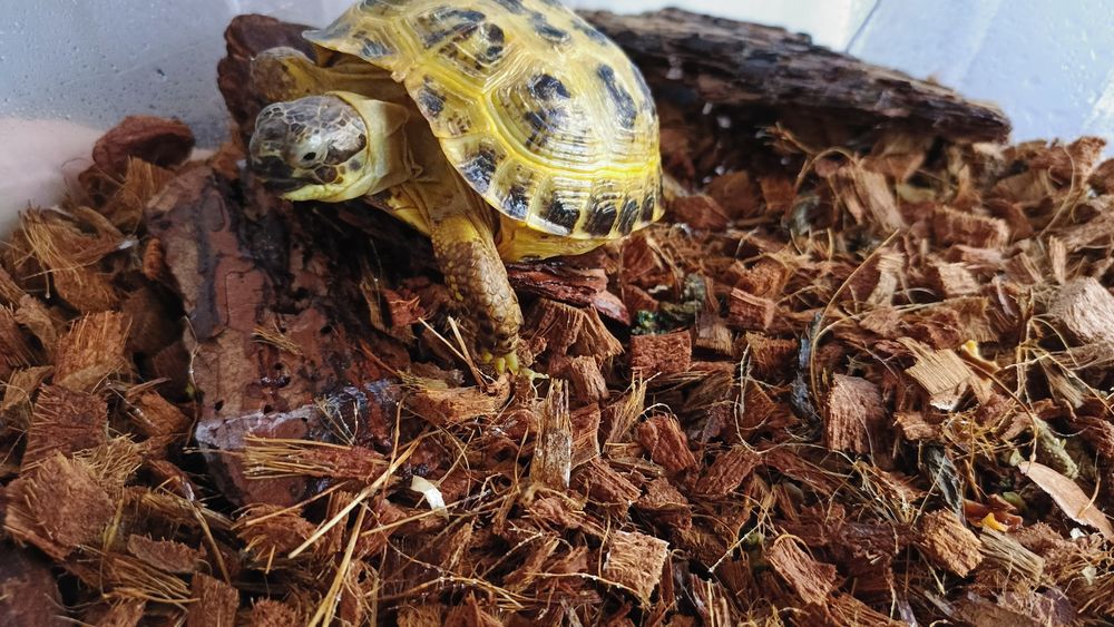 Продам черепаху сухопутную.