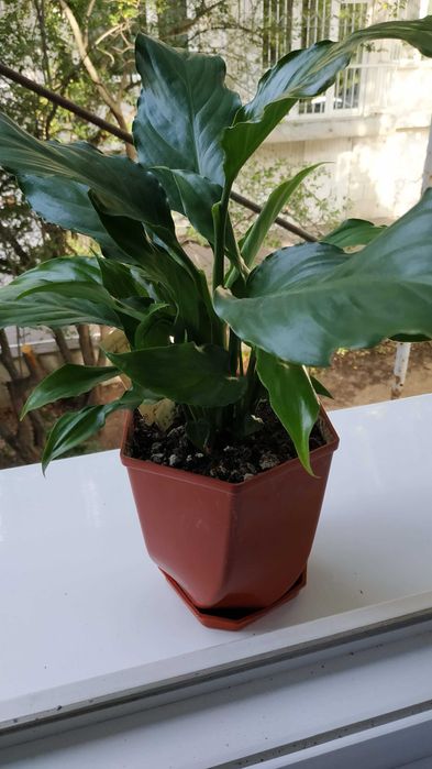 Продавам цветя Спатифилум - големи, преди пролетен цъфтеж