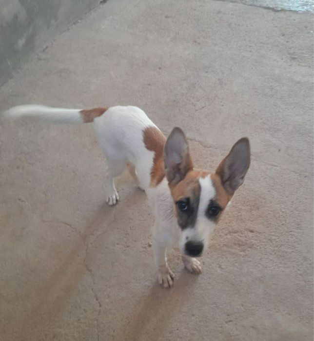 Ищет дом и любящих хозяев Персик!