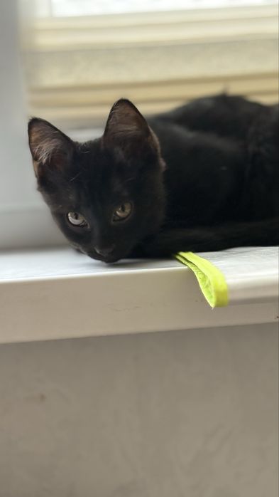 Мысық, тегін беремін