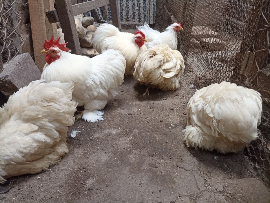 Vînd găinușe Cochin pitic alb la 75 lei bucata .