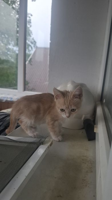 Срочно раөдаем котят в добрые руки!