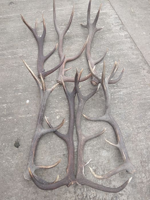 Coarne de cerb 250-400 lei buc