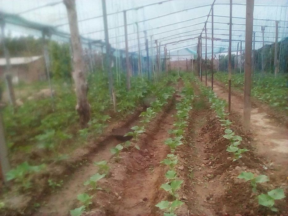 Пролается дача 12соток ,можно по отдельности,  6и6соток