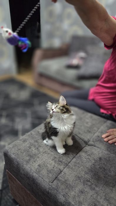 Красивая кошечка