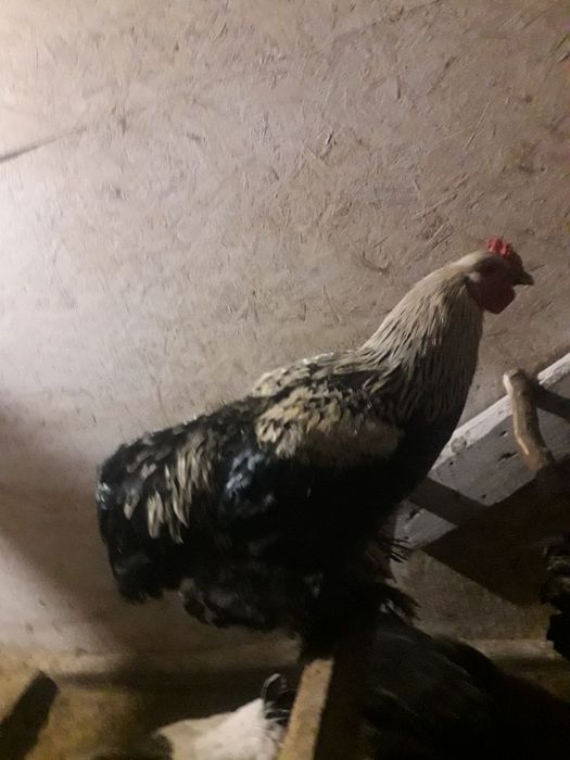 Продам молодых петухов брама