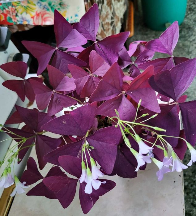 Цветя алое вера индрише дървото на живота красива лилава детелина