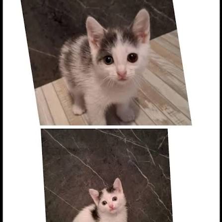 Котята сладкие ,