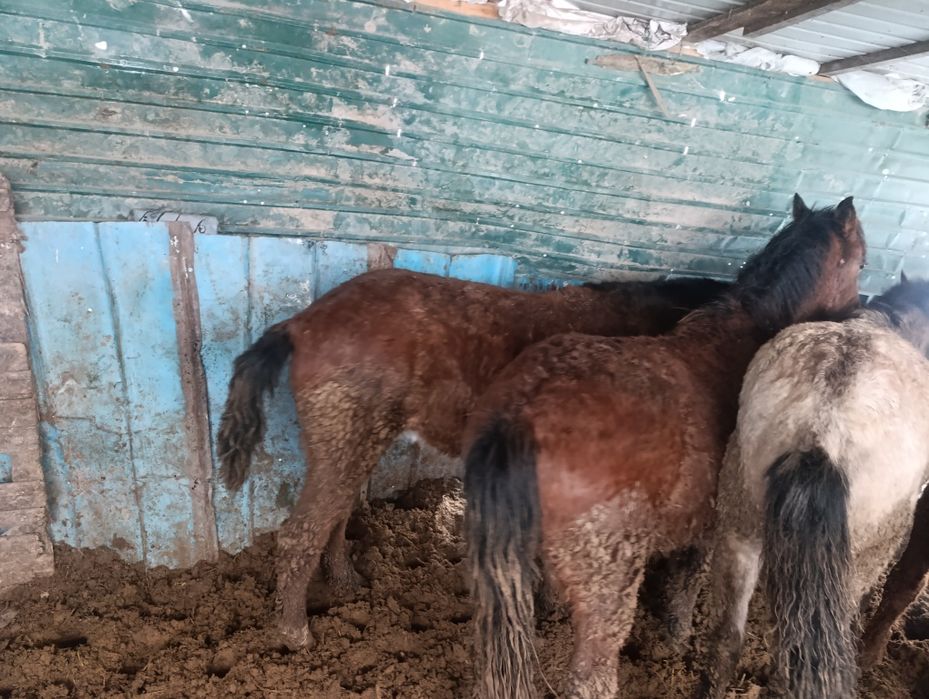 Продам полторашек жирных