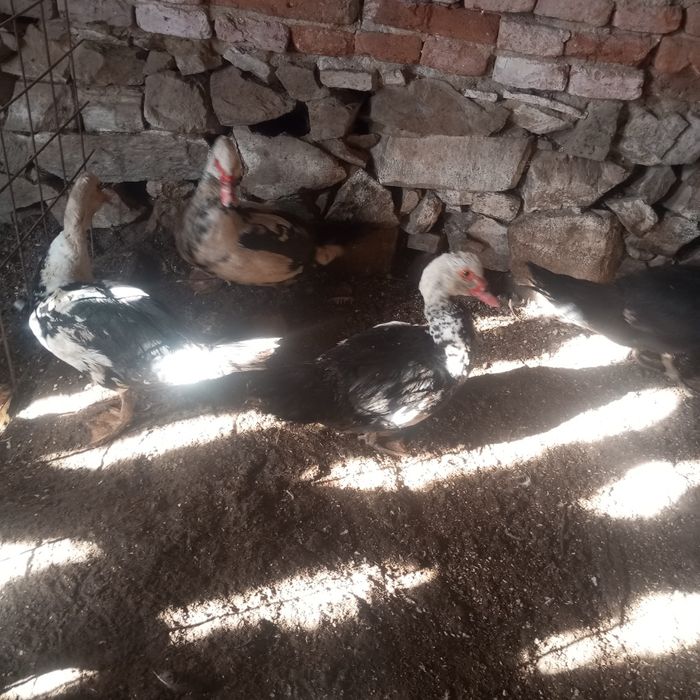 Rățoi. Rațe mute sacrificat