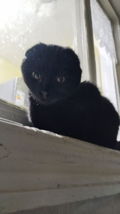 Продаётся идеалный фолд не дорого.