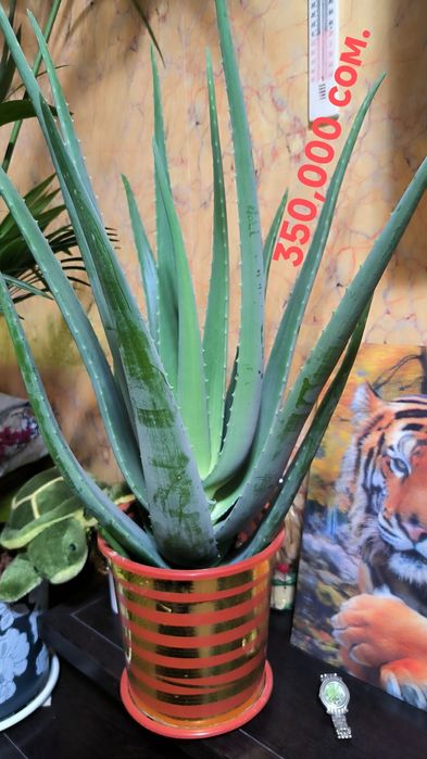 Цветы,Пальмы,с бонусом.