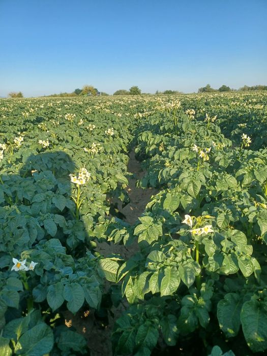 Cartofi de samanta din elita si prima inmultire soi arizona