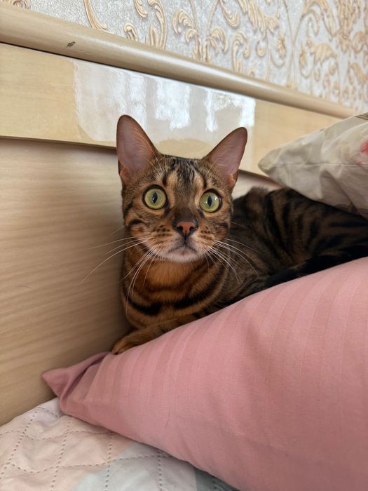 Бенгал коричневый