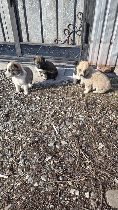 Отдам щенят в добрые руки