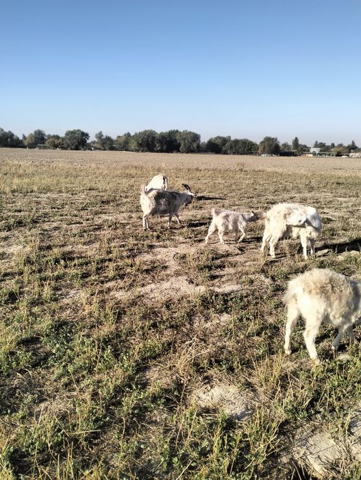 Сауынды  занен Ешкі,