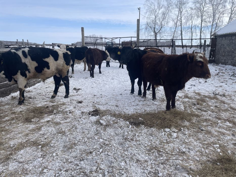 Продам быков с откорма