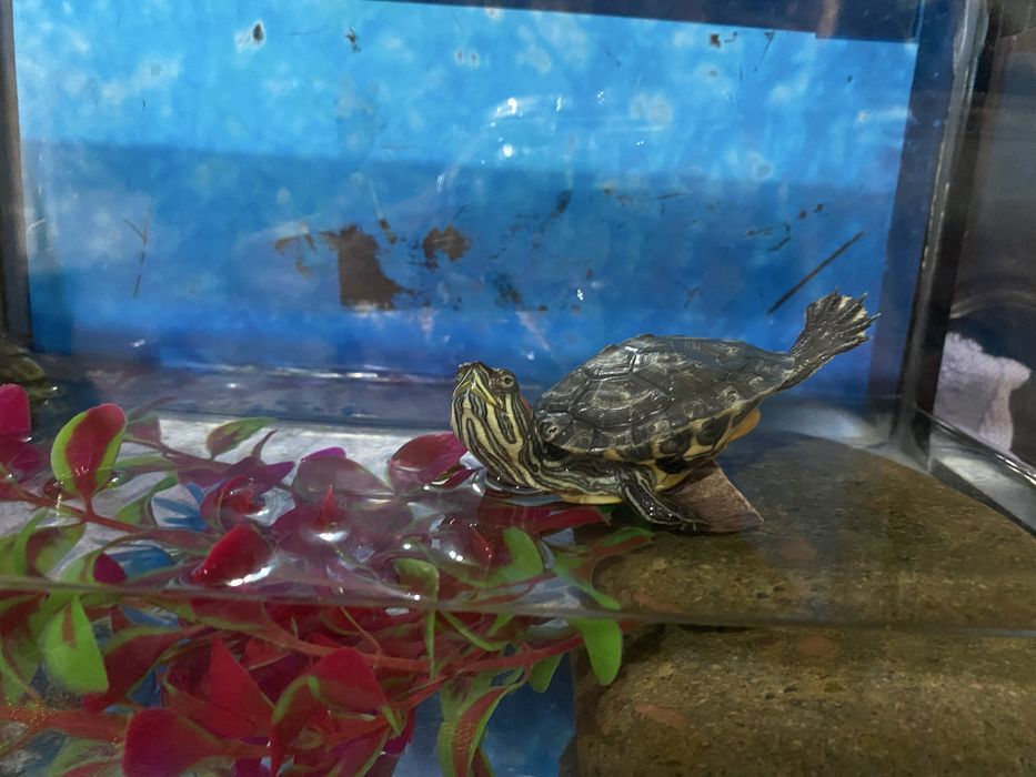 Продам черепахаа