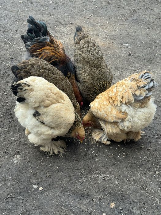 Продам курей брамы молодые особи