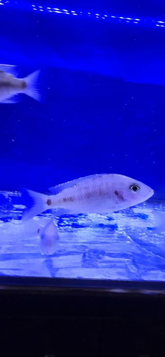 Ciclide africane malawi aulonocara mbuna Ieftin