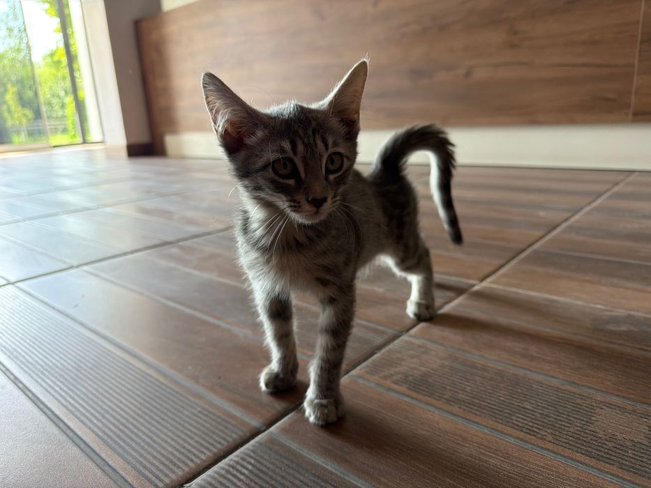 Котята 1-2 месяцев ищут хорошего хозяина