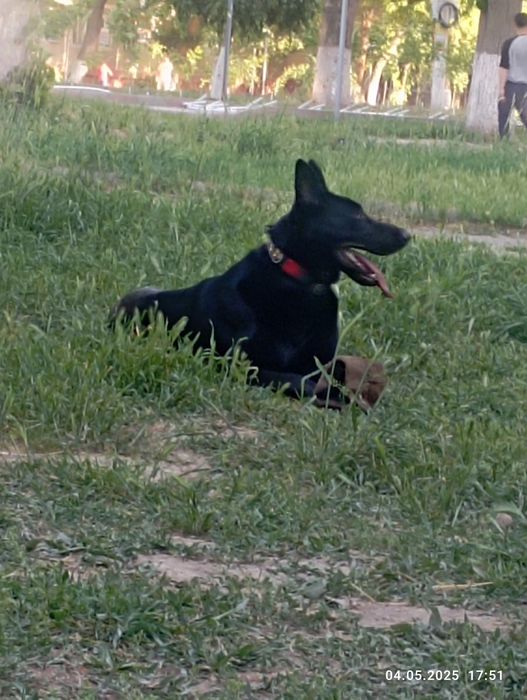 Восточно-европейская овчарка