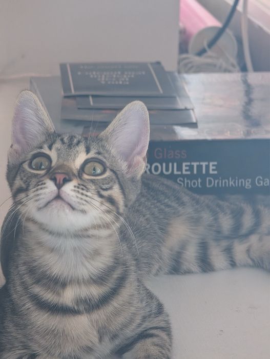 Adoptie - Familia Olimp, 2 fete si un baiat (Hera, Achi, Athena) isi cauta casute