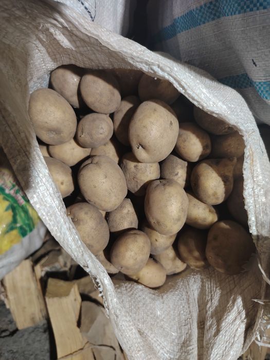 Продам картофель