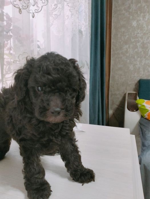 Щенок той пуделя