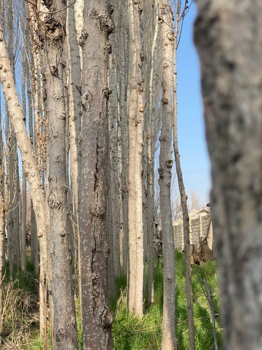 Тераклар сотилади, продаётся тополя