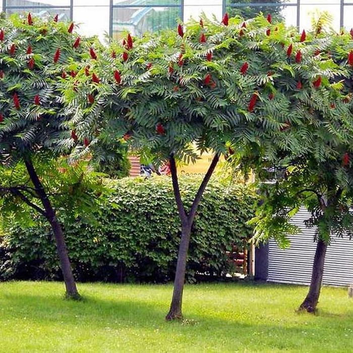 Pomi Oramental (Oţetar Rosu)