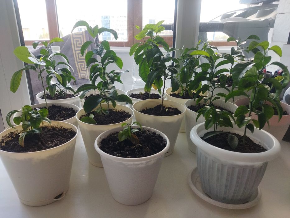 Продам комнатные и офисные  цветы