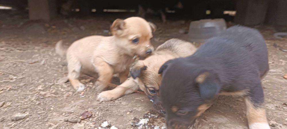 Щенятам нужны хозяева!!!