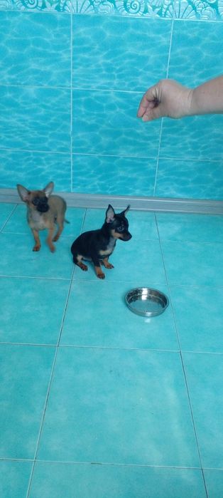 Щенки тойтерьера