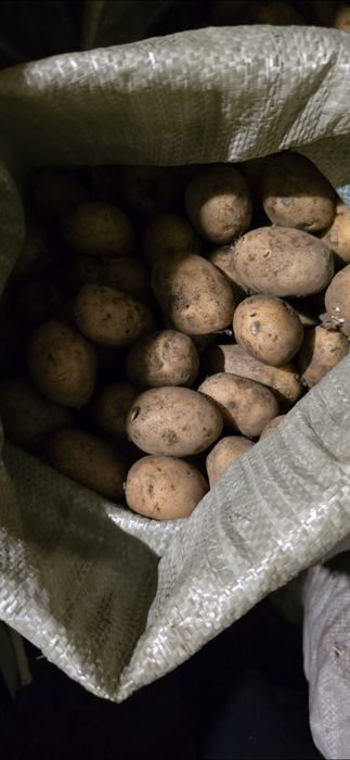 Семейной  картофель