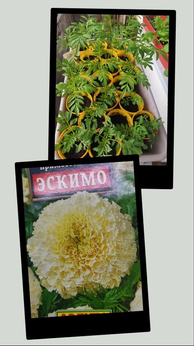 Рассада бархатцев