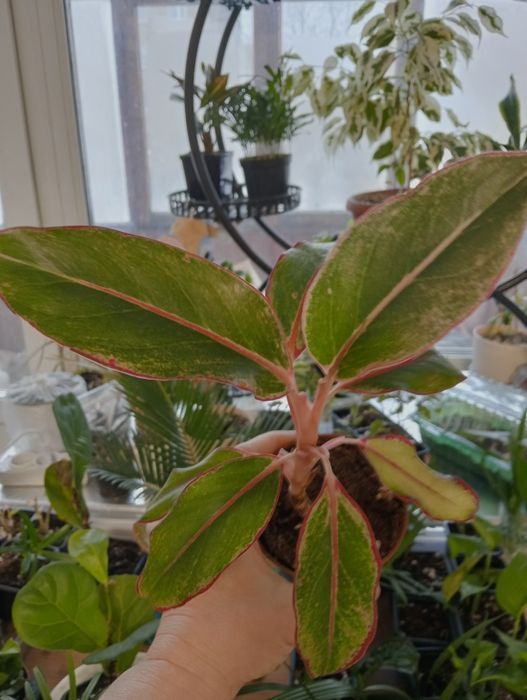 Распродажа комнатных растений.