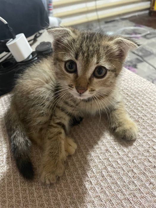 Котенок в добрые руки