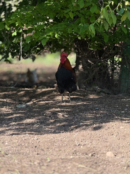 Петухи / Қораздар