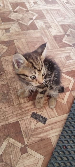 Отдам котят в добрые руки