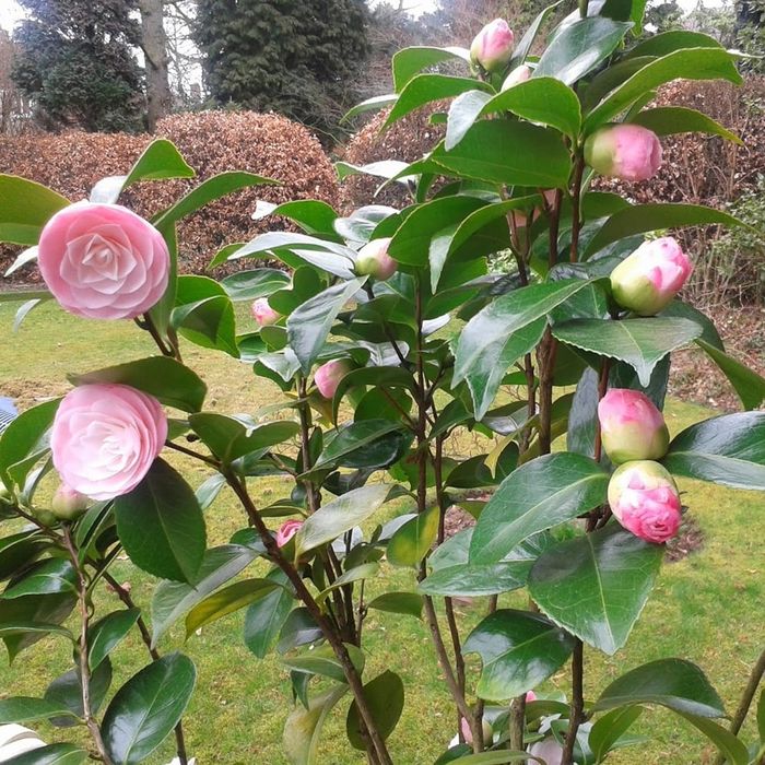 Camelia Japonica