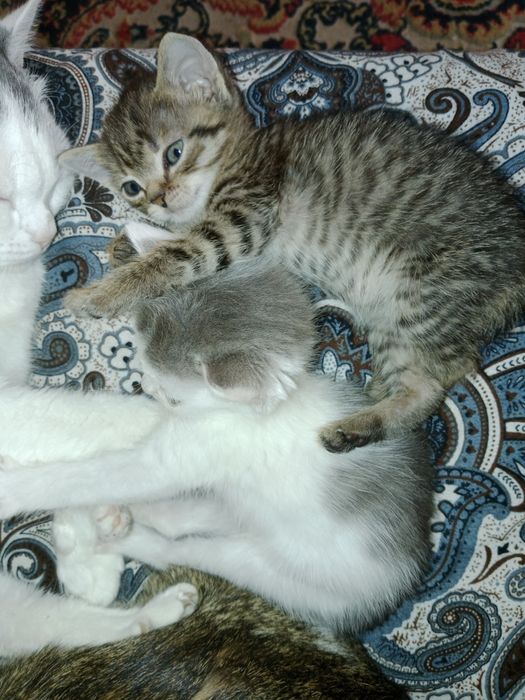 Отдам в добрые руки кошечку!