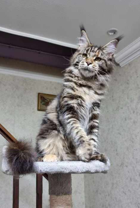 Maine coon superb